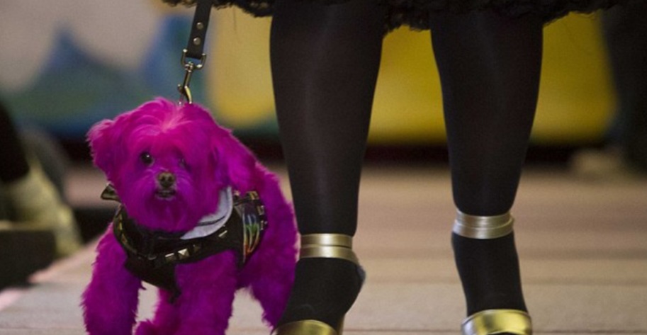 Um cão com os pelos pintados de fúcsia desfilou na a New York Pet Show. Bonitinho ou exagero?