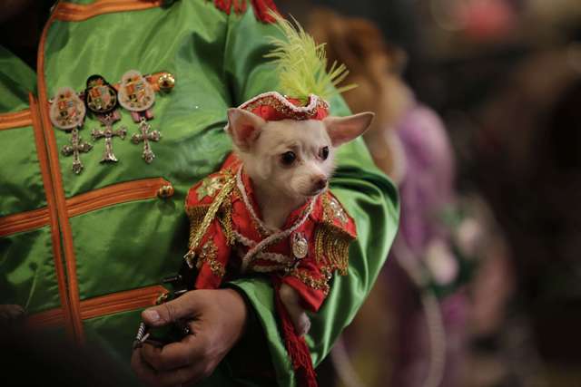  Já esse cãozinho resolver ir ao estilo “Pequeno Príncipe” e arrasou. Era um dos mais concorridos para tirar foto nos batidores.