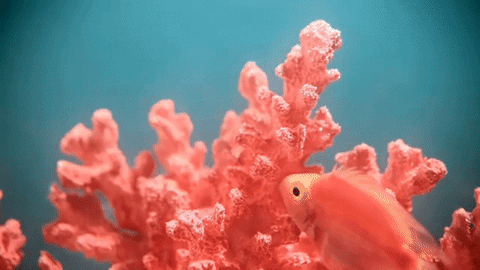 Cor Pantone 2019 living coral